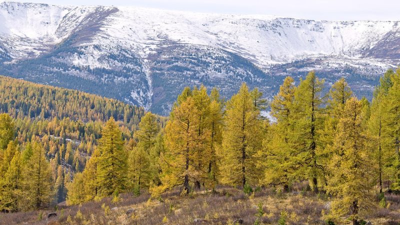 Аренда дома на колесах на Алтае