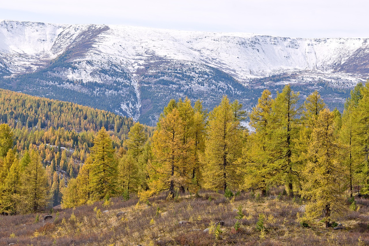 Аренда дома на колесах на Алтае