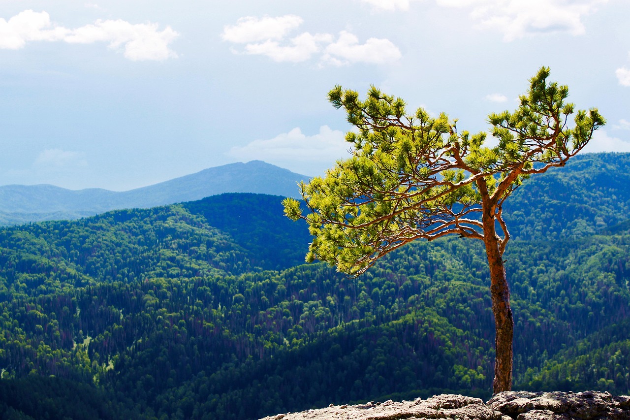 Аренда внедорожника с палаткой на Алтае напрямую у владельцев