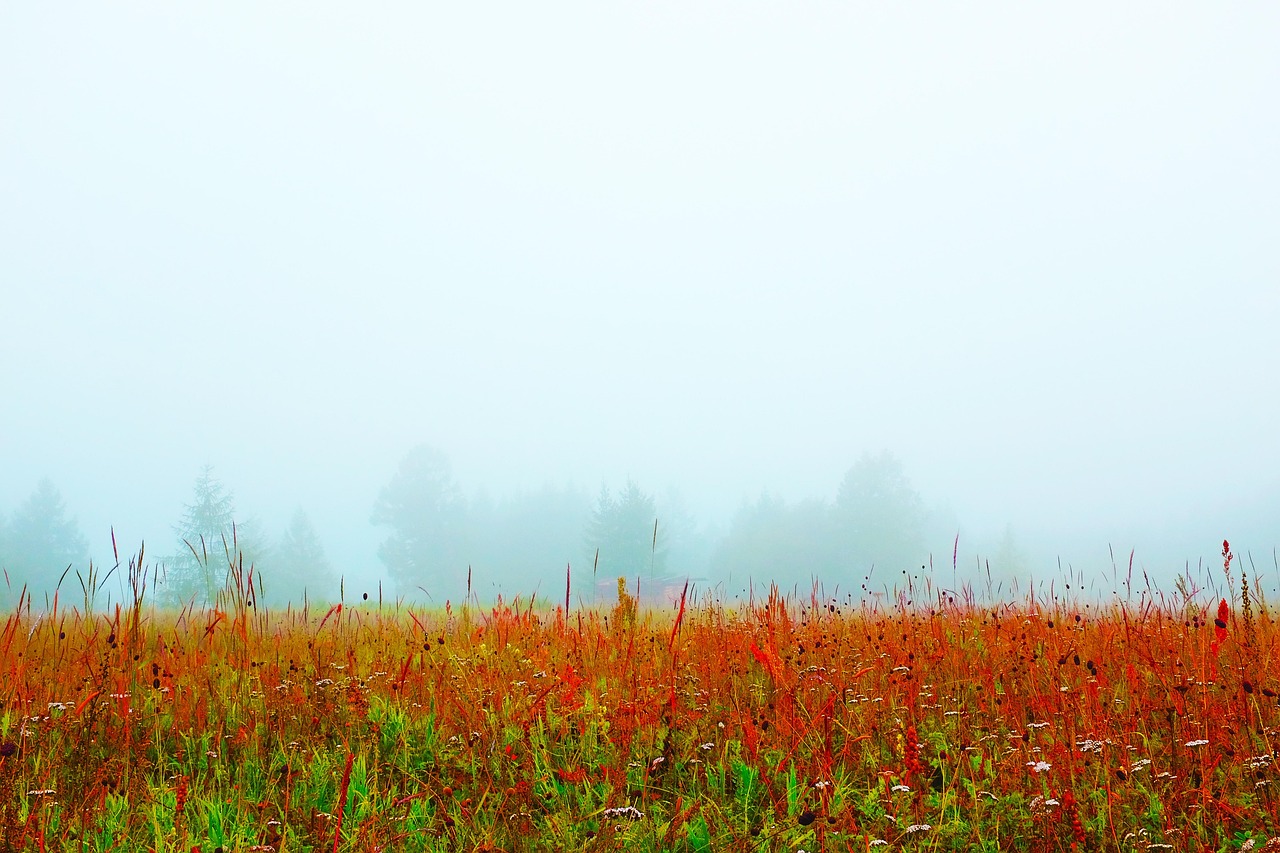 Отдых на Алтае в доме на колесах