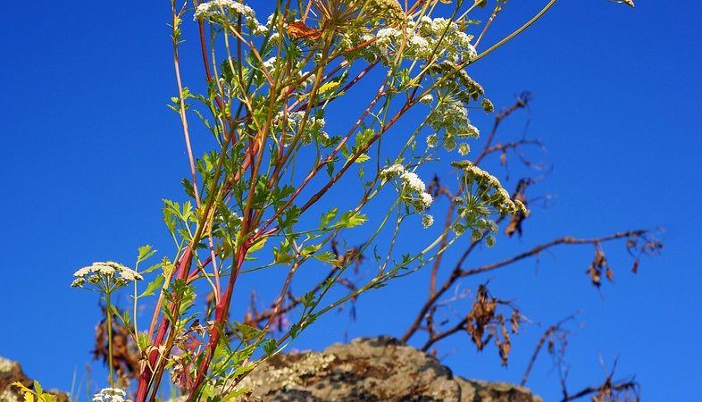 Прокат кемпера на Алтае в 2025 году