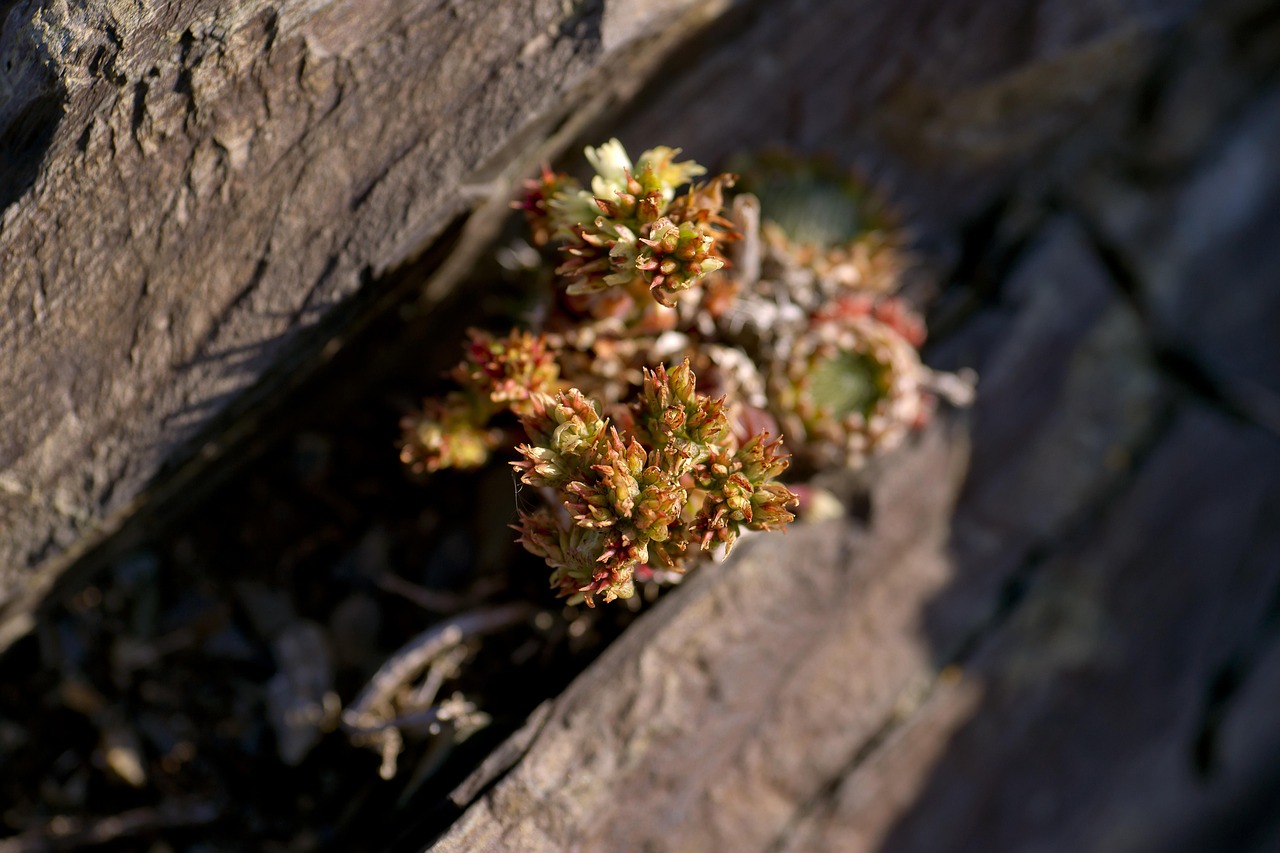 Аренда внедорожника с палаткой на Горном Алтае