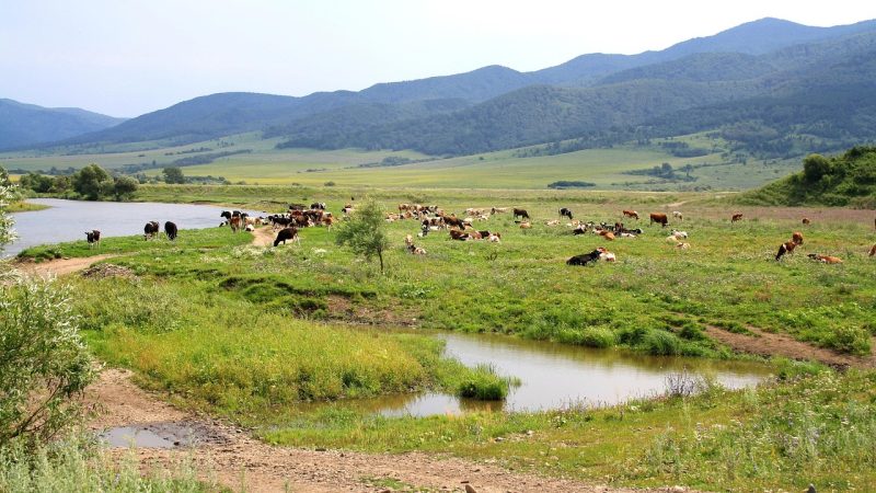 Аренда дома на колесах на Алтае онлайн: преимущества и советы