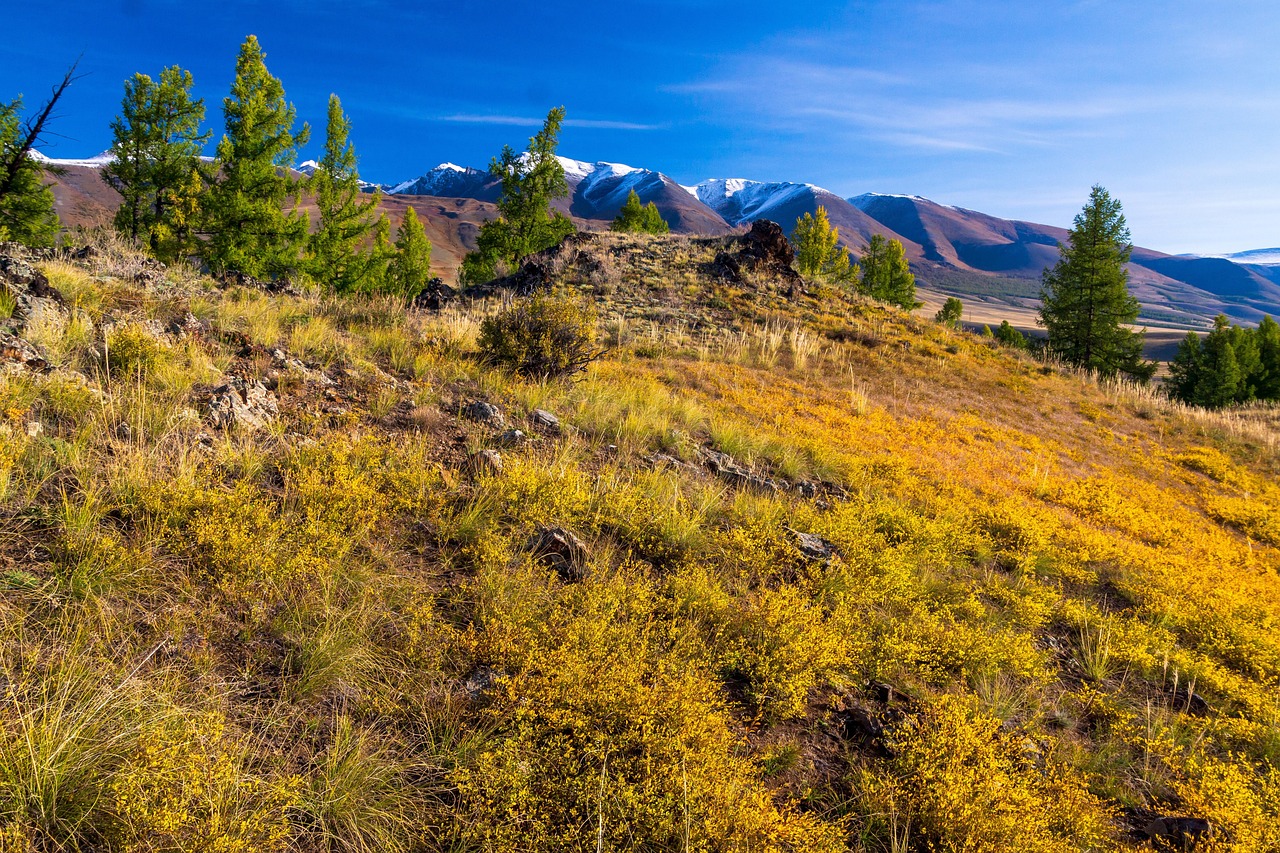 Дом на колесах на Алтае