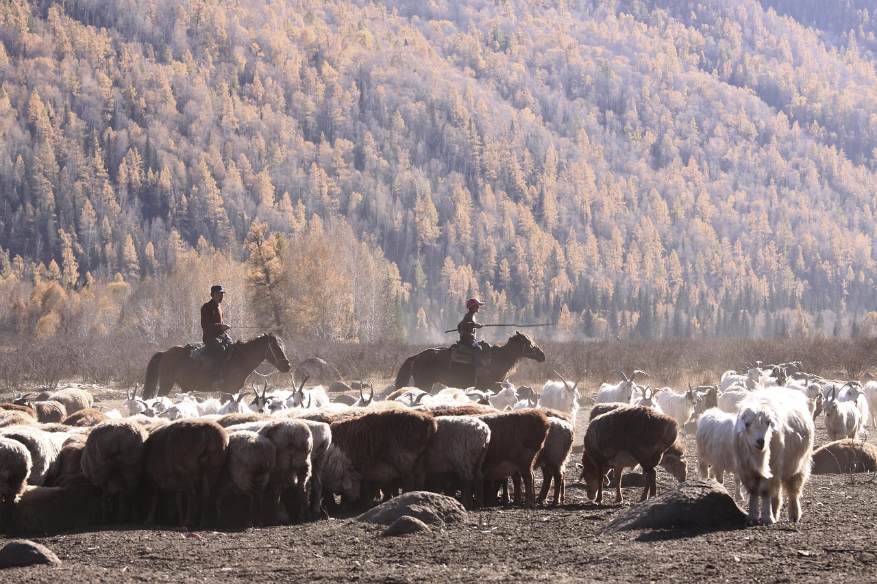 Прокат Внедорожника с Палаткой на Алтае в 2025 Году